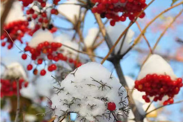 冷冻饮品口味配方