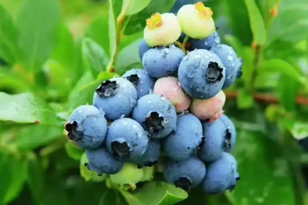 饮料产品研发厂家有哪些饮料产品研发流程