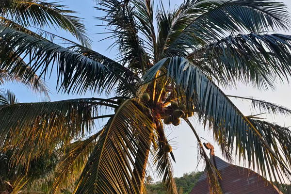 创新饮料检测中心：饮料配方调味果香酸甜饮