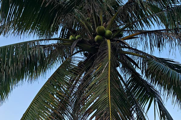 饮料配方技术规范及中心做法